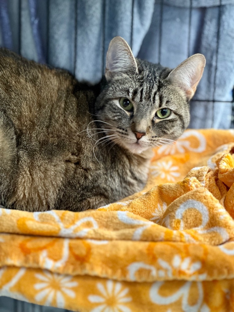 Fava Bean, an adoptable Domestic Short Hair in Cumberland, ME, 04021 | Photo Image 3