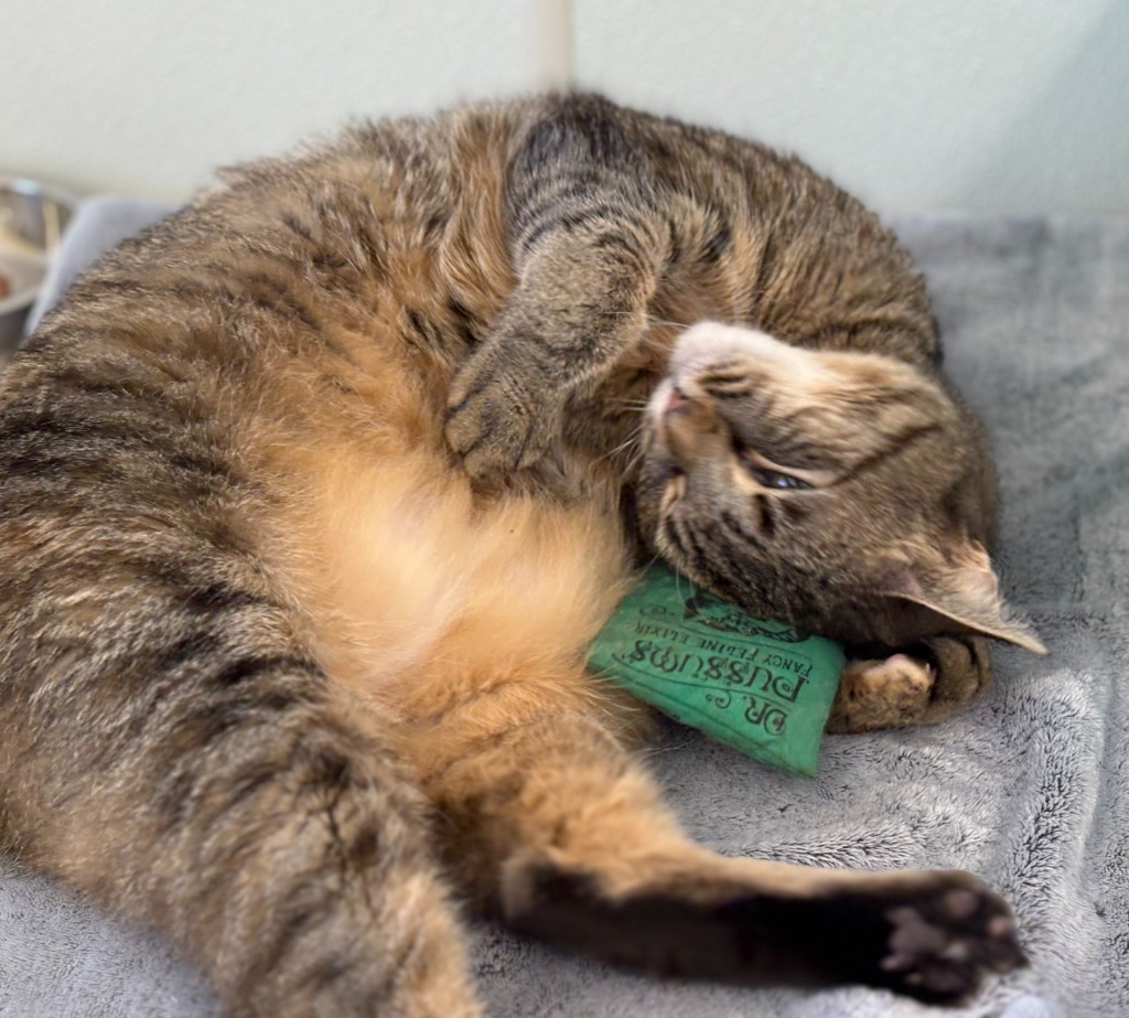 Fava Bean, an adoptable Domestic Short Hair in Cumberland, ME, 04021 | Photo Image 4