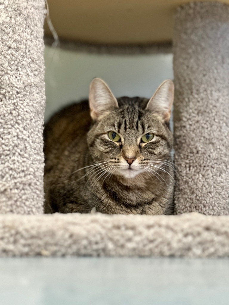 Fava Bean, an adoptable Domestic Short Hair in Cumberland, ME, 04021 | Photo Image 5