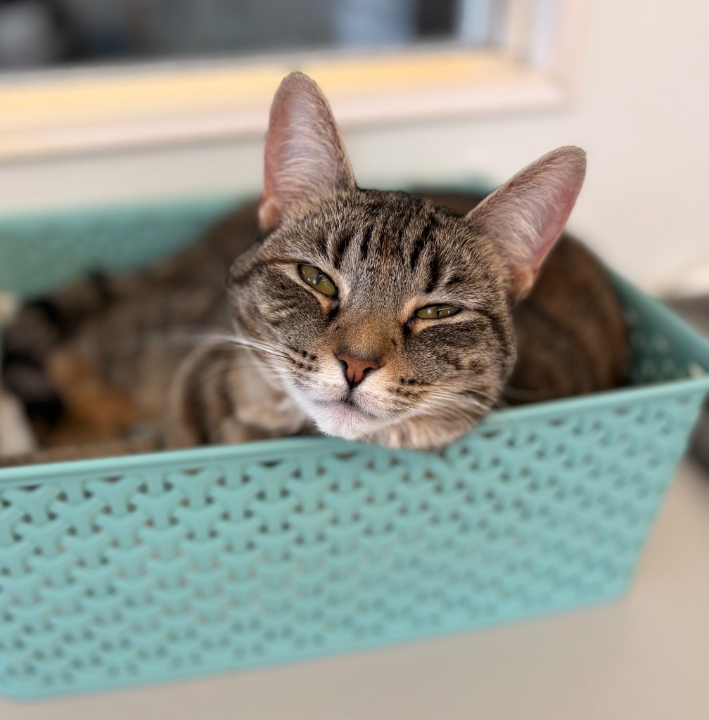 Fava Bean, an adoptable Domestic Short Hair in Cumberland, ME, 04021 | Photo Image 6