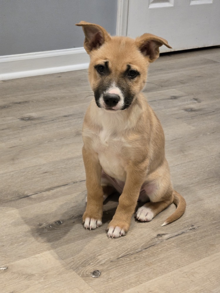 Willow, an adoptable Pumi in Wake Forest, NC, 27587 | Photo Image 1