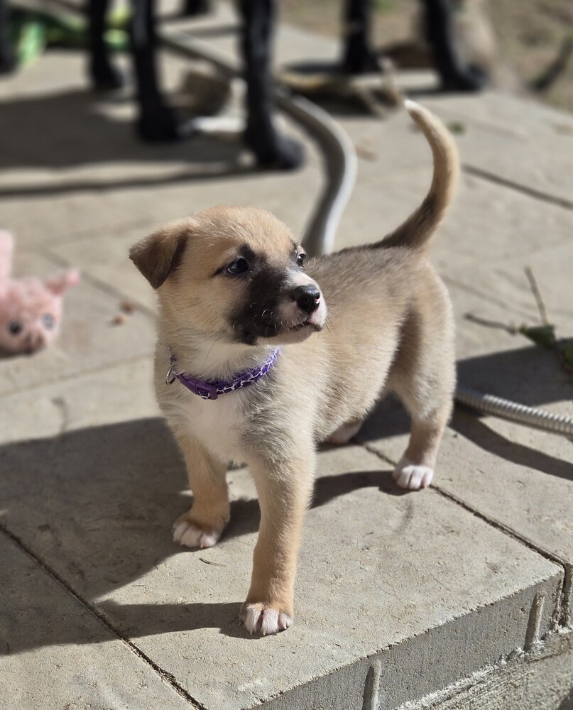 Willow, an adoptable Pumi in Wake Forest, NC, 27587 | Photo Image 4