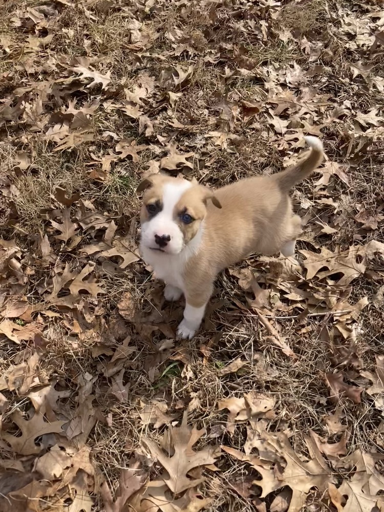 Zappy, an adoptable Pumi in Wake Forest, NC, 27587 | Photo Image 3