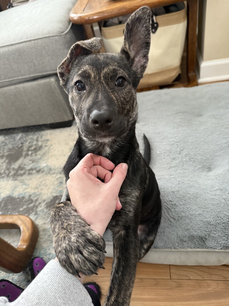 Rivet, an adoptable Pumi in Wake Forest, NC, 27587 | Photo Image 1