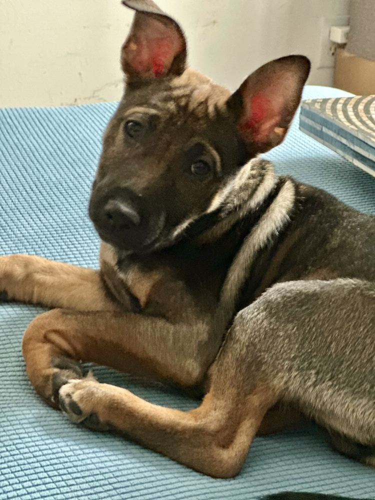 Mallet, an adoptable Pumi in Wake Forest, NC, 27587 | Photo Image 1