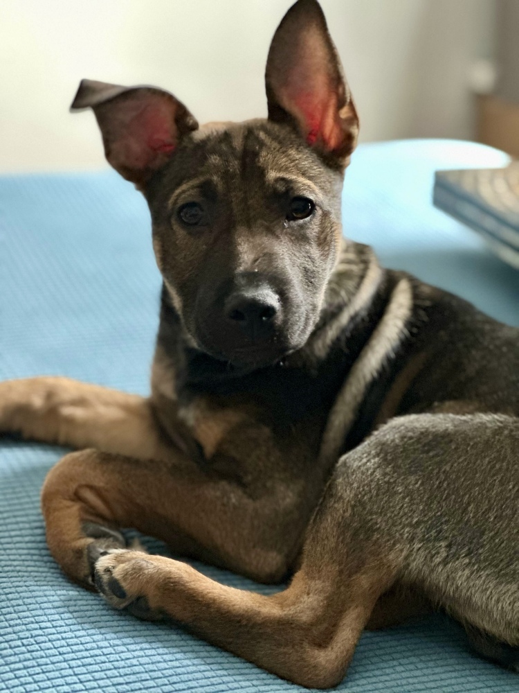 Mallet, an adoptable Pumi in Wake Forest, NC, 27587 | Photo Image 2