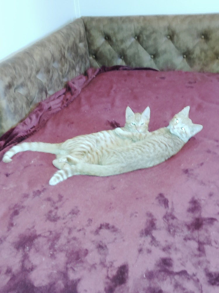 Brother Kat