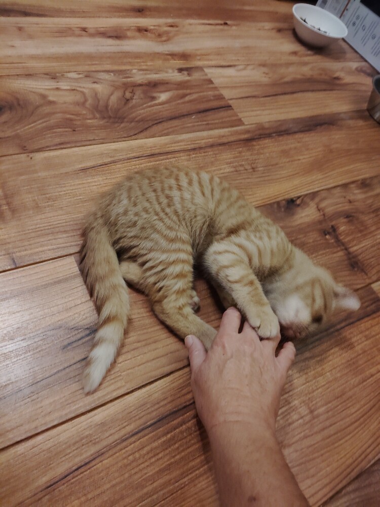 Brother Kat