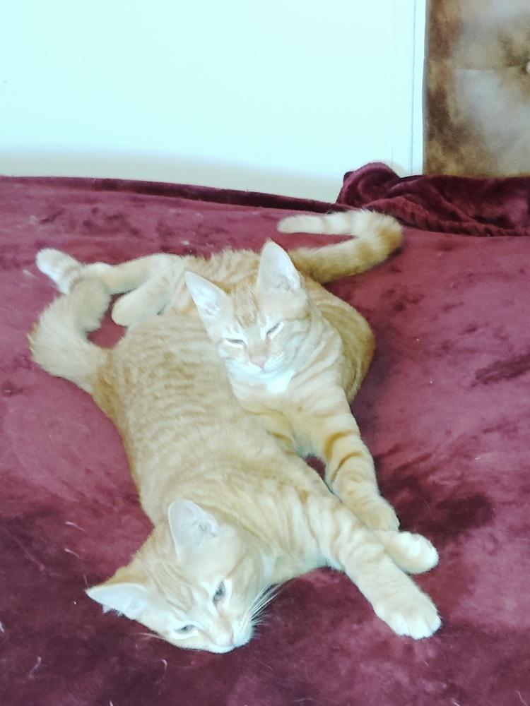 Brother Kat
