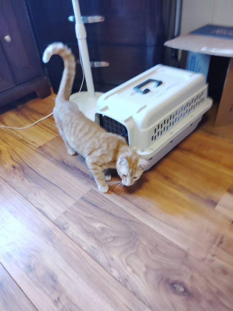 Brother Kat