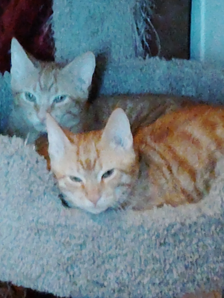 Brother Kat