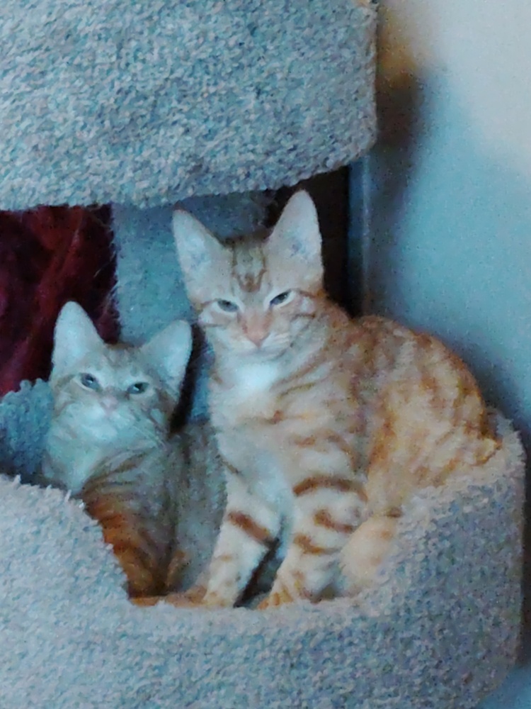 Brother Kat