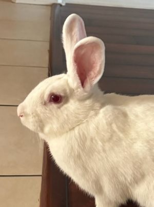 Brandy, Young Female Florida White