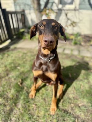 Animal Profile Luigi is a handsome estimated one year old male Doberman who joined us from Southern