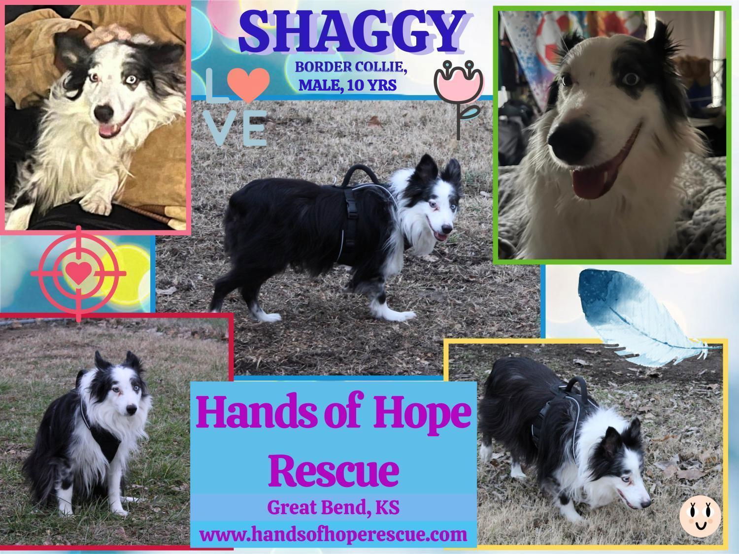 Shaggy, an adoptable Australian Shepherd in Great Bend, KS, 67530 | Photo Image 1