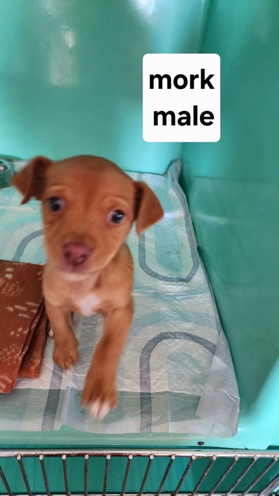 Mork, an adoptable Chihuahua in Bend, OR, 97701 | Photo Image 1