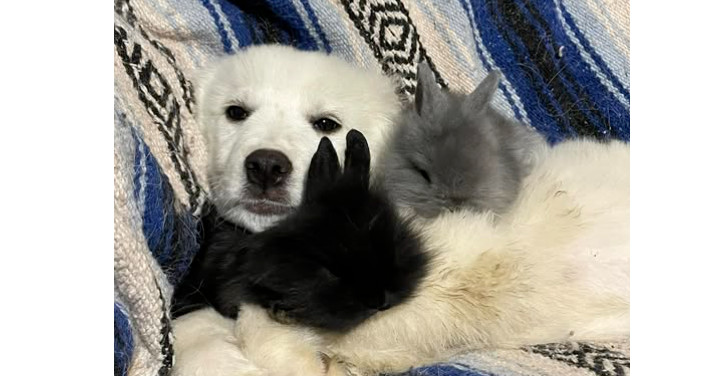 McFluffers PKA Marshall
