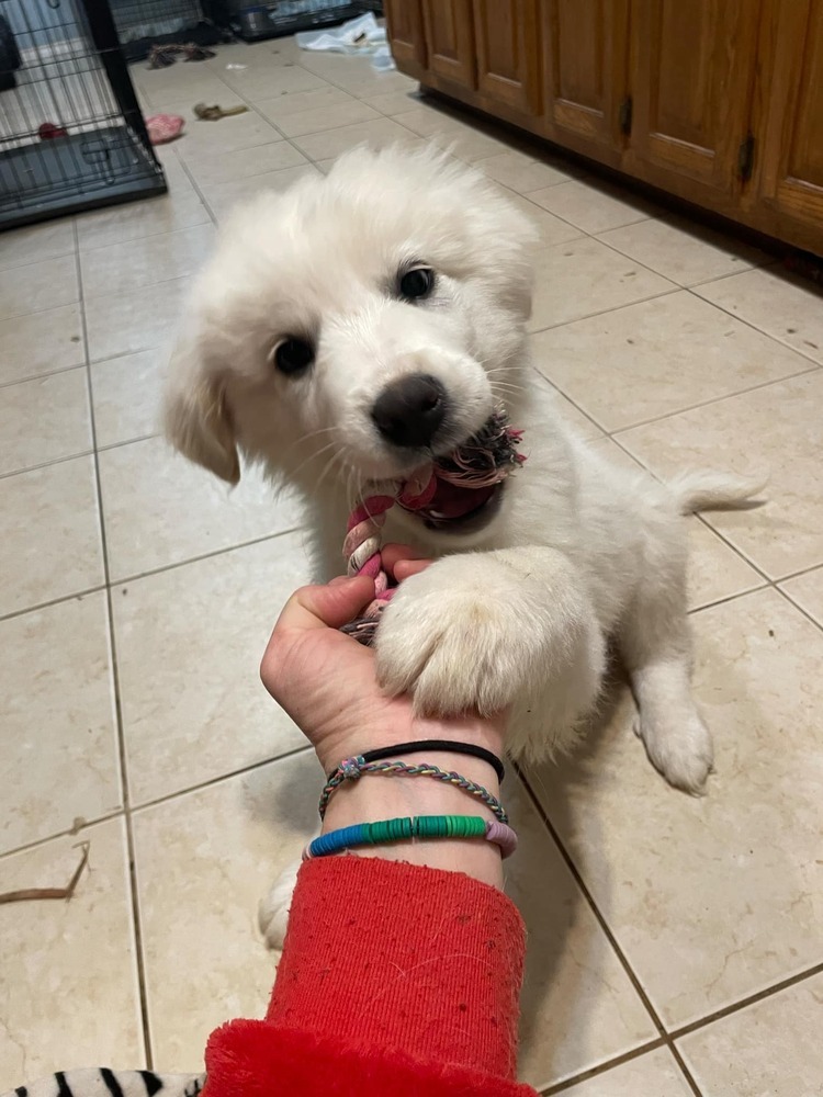 McFluffers PKA Marshall