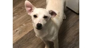 Angel&#39;s Cherubs: Hugo, Young Male Chihuahua