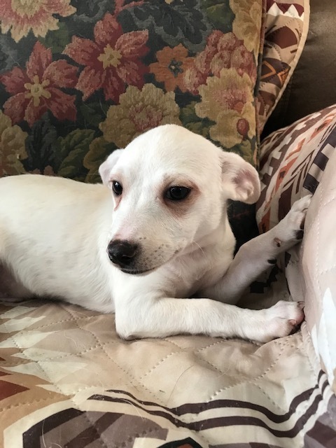 Angel's Cherubs: Hugo