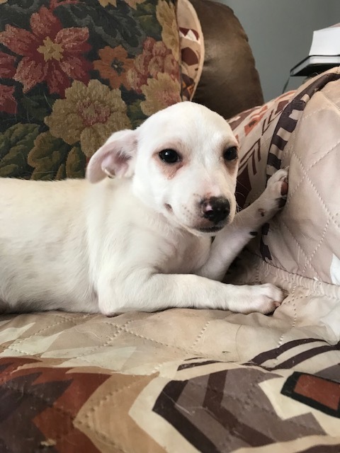 Angel's Cherubs: Hugo