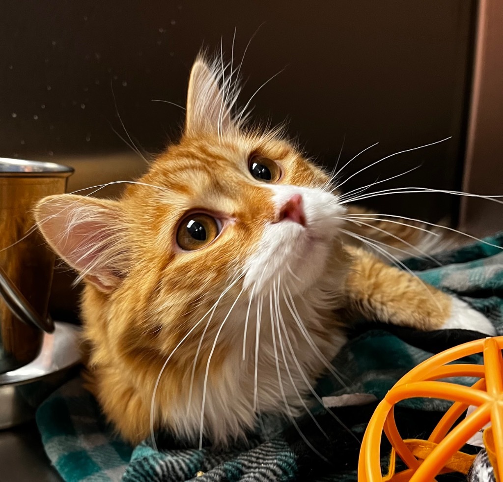 Ernie (Omer)