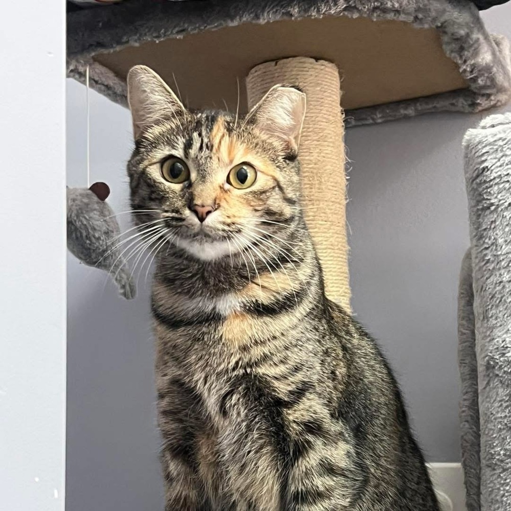 Stella