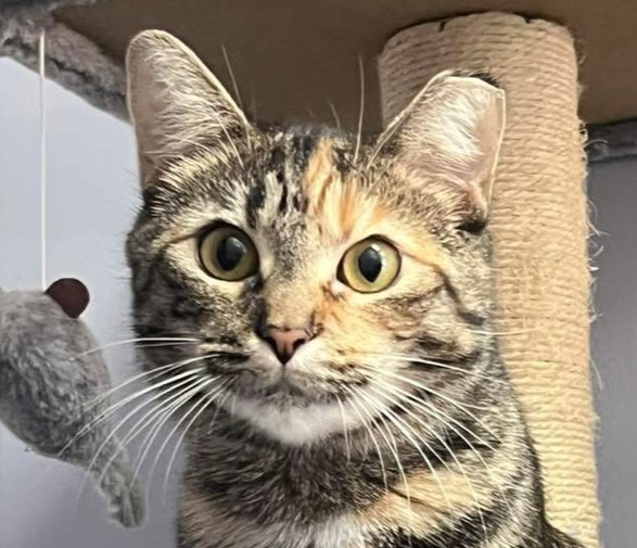 Stella