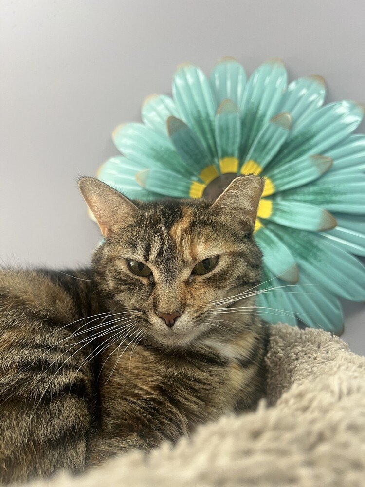 Stella