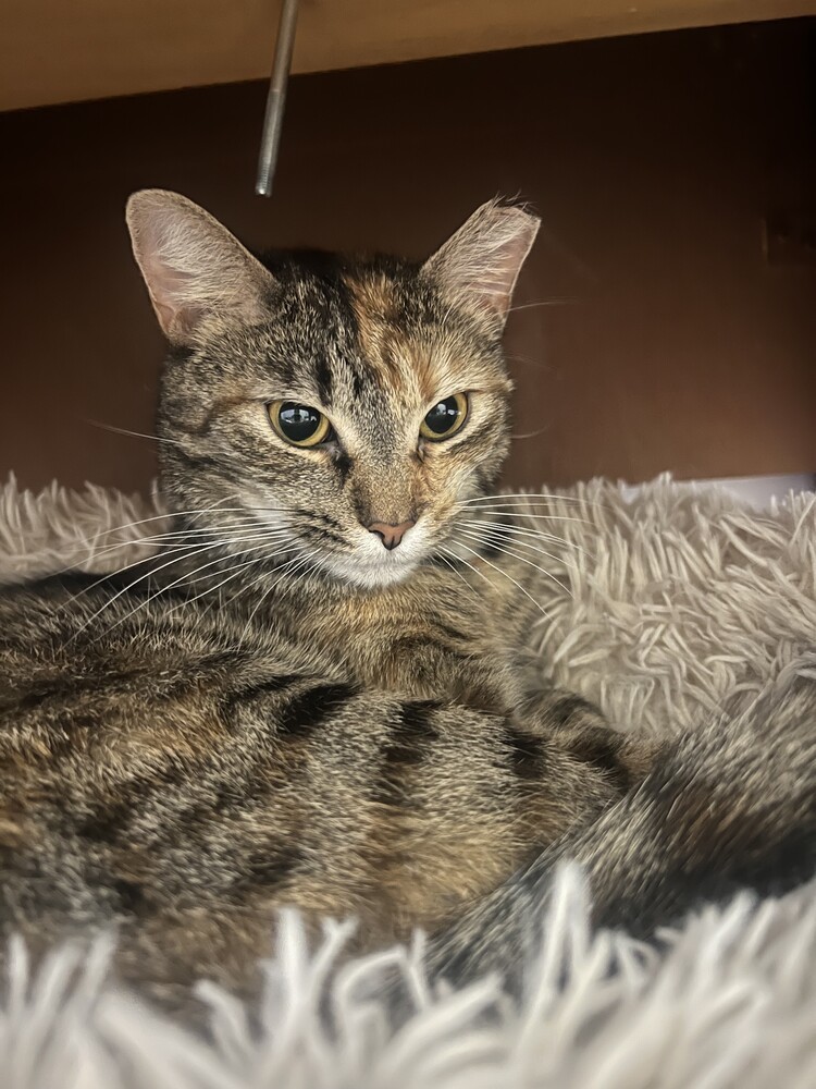 Stella