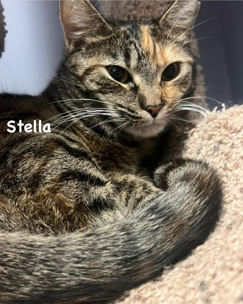 Stella