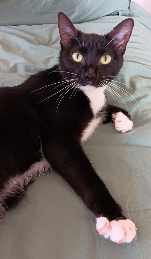 Oreo