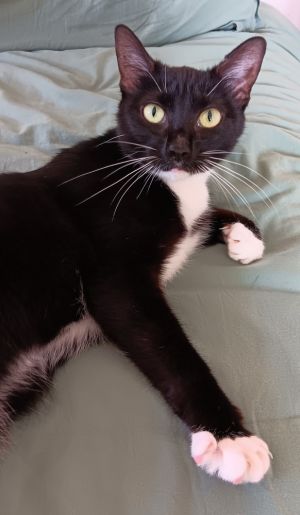 Oreo, Adult Female Domestic Short Hair