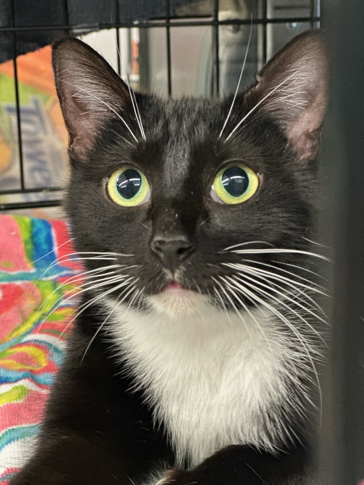 Oreo