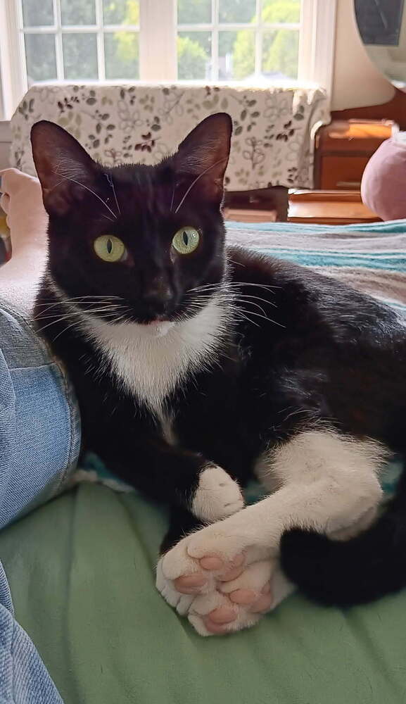 Oreo