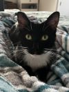Oreo photo 4