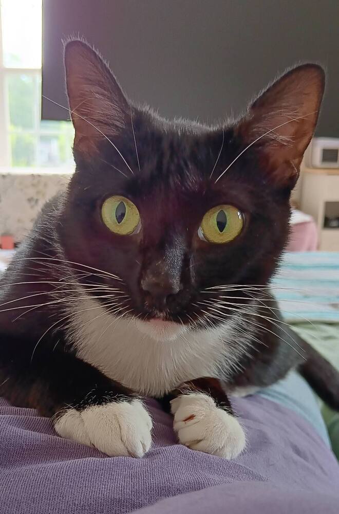 Oreo