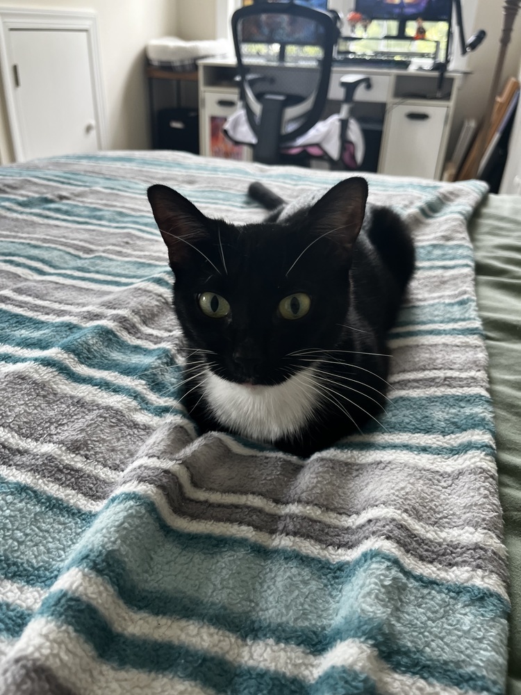 Oreo