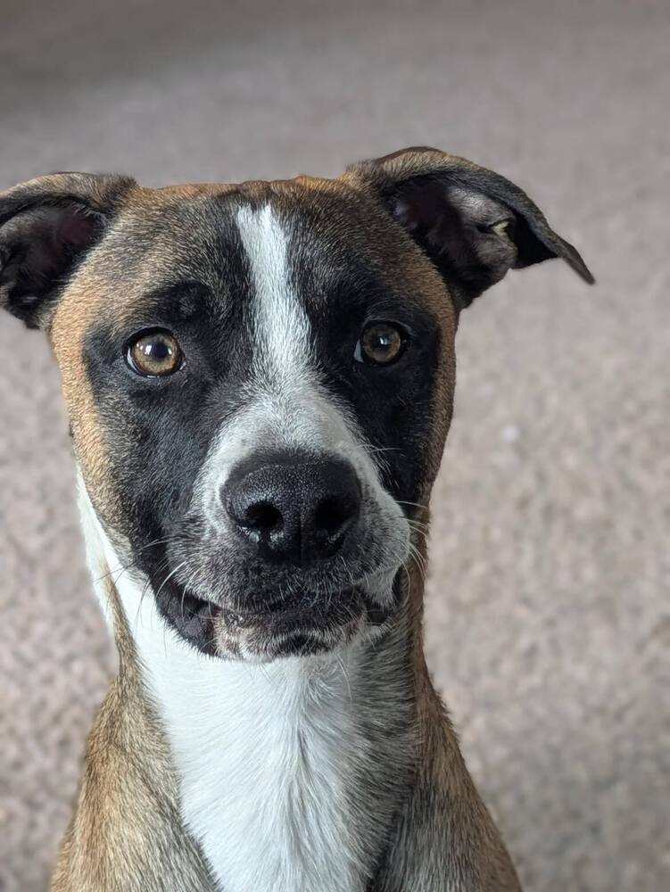 Harvey, an adoptable Pit Bull Terrier in Rathdrum, ID, 83858 | Photo Image 2
