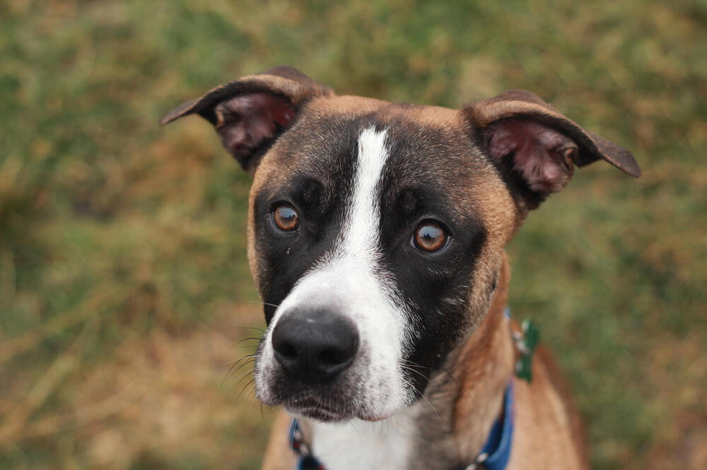 Harvey, an adoptable Terrier in Rathdrum, ID, 83858 | Photo Image 3