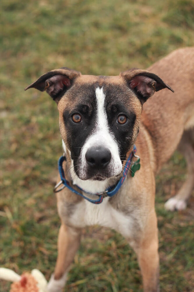 Harvey, an adoptable Terrier in Rathdrum, ID, 83858 | Photo Image 4
