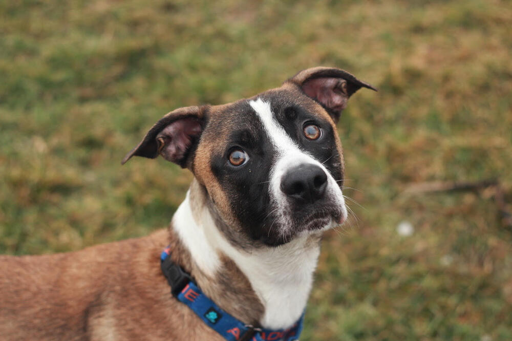 Harvey, an adoptable Pit Bull Terrier in Rathdrum, ID, 83858 | Photo Image 5