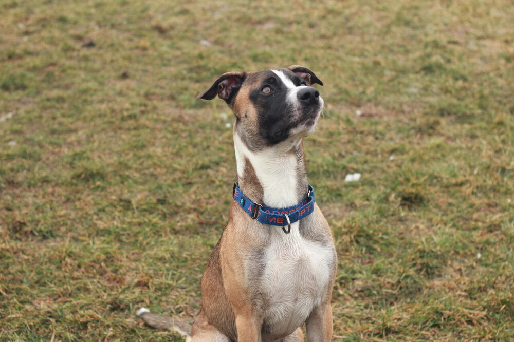 Harvey, an adoptable Terrier in Rathdrum, ID, 83858 | Photo Image 6