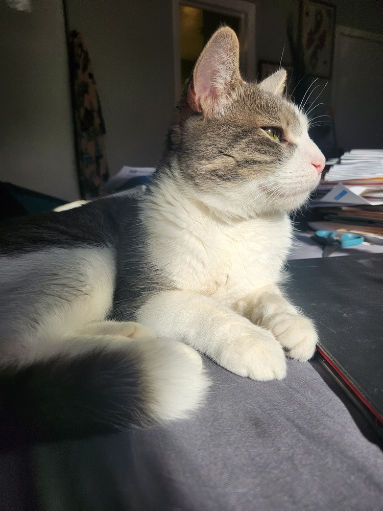 Lulu (fka Quincy 2023)
