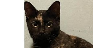 Ruby, Baby Female Domestic Short Hair