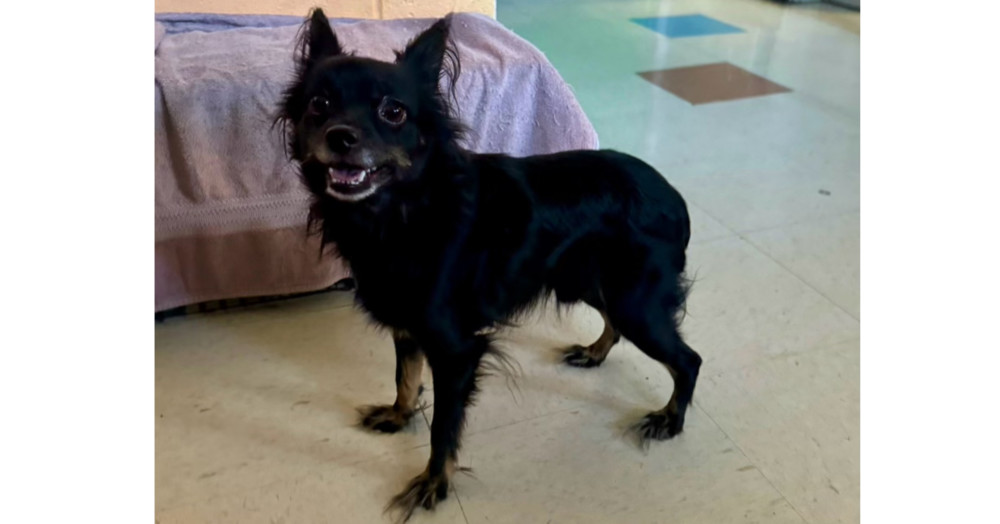 Scooter(Skyler)~, an adoptable Chihuahua, Papillon in Columbia, TN, 38401 | Photo Image 2
