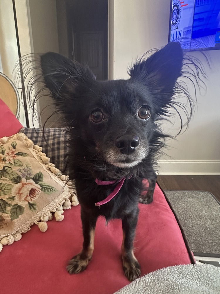 Scooter(Skyler)~, an adoptable Chihuahua, Papillon in Columbia, TN, 38401 | Photo Image 3