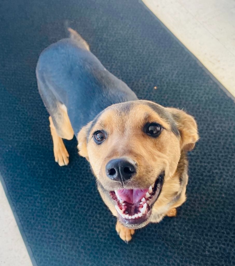 Luna, an adoptable Cattle Dog, Affenpinscher in Green River, WY, 82935 | Photo Image 1