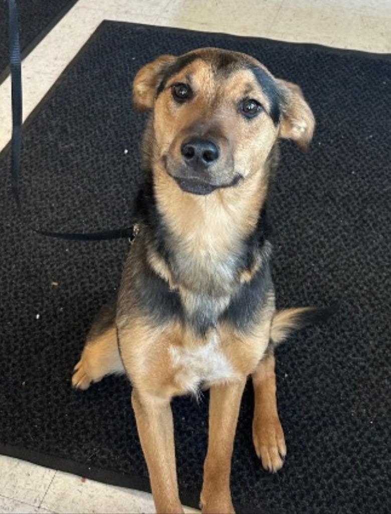 Luna, an adoptable Cattle Dog, Affenpinscher in Green River, WY, 82935 | Photo Image 2