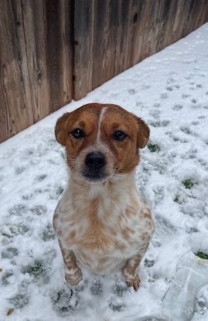 Tootsie, Adult Female Cattle Dog